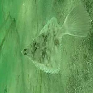 Undervandsjagt fladfisk