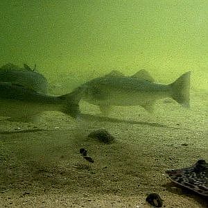 Fishing: ray, turbot & pollock attack a lure underwater. Рыбалка скат палтус сайда атакуют воблер