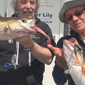 Cod, Pollock and Plaice fishing on board Tiger Lily out of Weymouth Dorset UK