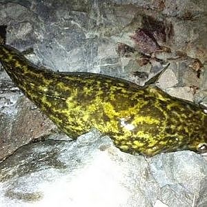 How to Skin a Burbot