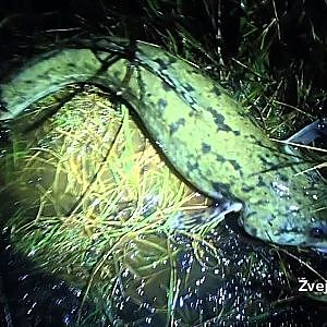 Vėgėlių žvejyba Nemune / Burbot fishing on river 2012 12 01