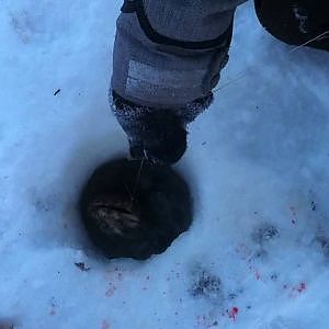 ice fishing in the Norht Russia, burbot, eel-pot