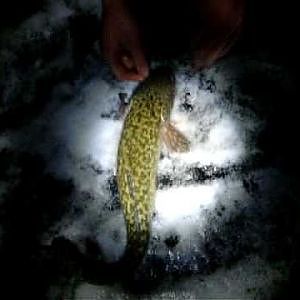 Ice Fishing 23 inch Ling/Burbot