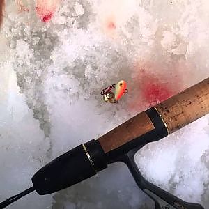 Huge burbot/freshwater ling caught ice fishing