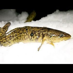 Angeln auf Quappe im Winter: Die beste Taktik im Fluss