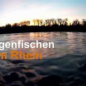 Fliegenfischen am Rhein / fly fishing river rhine - Rapfen, Barsch, Döbel, Aland, Zander, Barbe
