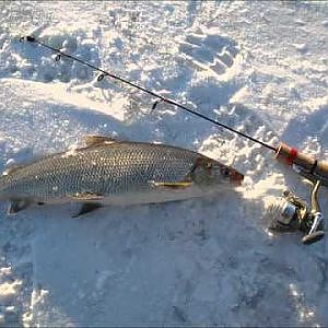 Green Bay Ice Fishing - hundreds whitefish