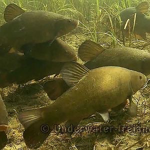 Tench underwater. Линь на зимовальной яме. Suder suutari tanche Schleie compó tinche suter lin lieň