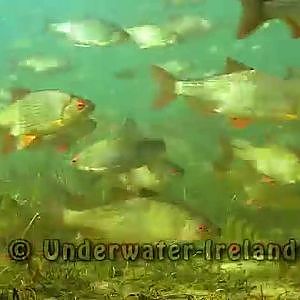 A great fishing spot: big / huge tench roach bream perch underwater. Охота и рыбалка Подводня съёмка