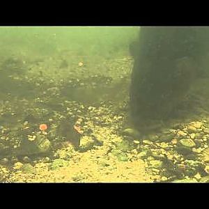 Underwater Angling - Tench feeding on pellets and boilies