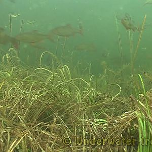 Underwater fish camera: watching tench. HD.