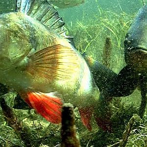 Fishing: a big tench survived a big pike attack. Рыбалка: крупный линь после атаки щуки.