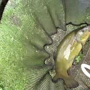 tench in the net