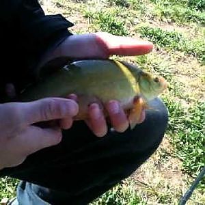 fishing the waggler for tench