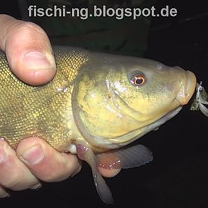 Рыбалка в Германии 28 - Ловля карпа ночью, ловля линя, ловля угря,