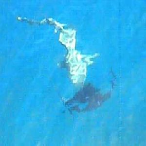 Sailfish Vs Shark - Steep Point