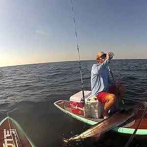 Sailfish Caught on Stand Up Paddle Board