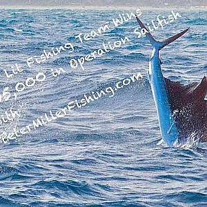 Get Lit and PeterMillerFishing.com catch 15 Sailfish in Operation Sailfish 2013