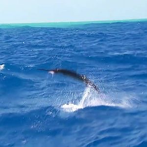Sailfish: Live Bait Fishing off Key West - Jose Wejebe/Spanish Fly TV