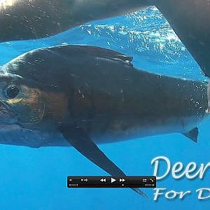 Doomed Sailfish rescued from Longline by Freediver!