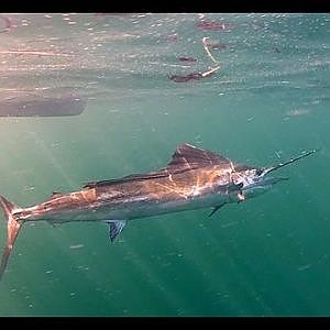 KAYAK FISHING-Another epic day in the gulf - sailfish, blackfin tunas, and king macks.