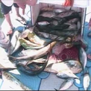 Tuna, Dorado and 80 pound Sailfish: The ultimate fishing experience in Fujairah, UAE (Nov 2010)