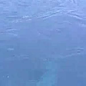 Sailfish release