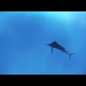 Aerial and Underwater Sailfish Footage | Peter Miller Fishing