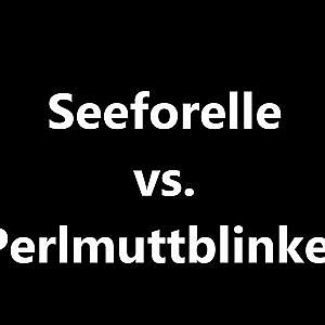 Unterwasserattacke: Seeforelle vs. Perlmuttblinker