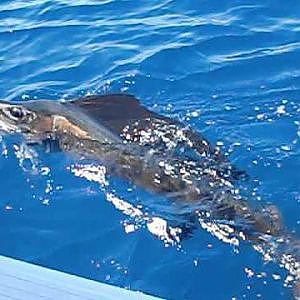 Deep Sea Fishing - Sailfish
