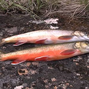 Saiblinge Angeln auf Brettesnes Lofoten