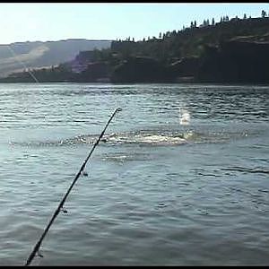 Big fish Guide Service Sturgeon Jumping Columbia River