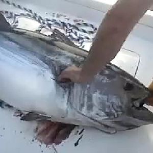 Big Tuna Fishing with Captain Jeff