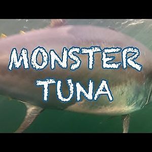 MONSTER TUNA - 1000 pound Giant Bluefin caught in record time in PEI - Cool Underwater Shots