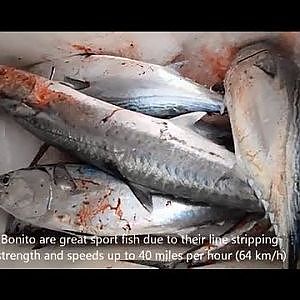 Fishing Adventures #75 - Party Boat Bait Drifting for Little Tunny (Bonito) Tuna