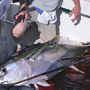 OFFSHORE FISHING BIGEYE TUNA AT POORMANS CANYON