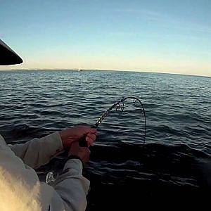 Cape Cod Bluefin Tuna Fishing with Reel Deal - including underwater!