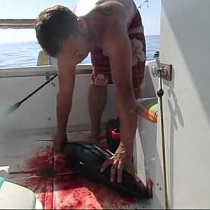 Tuna angeln in Kroatien auf eigene Faust
