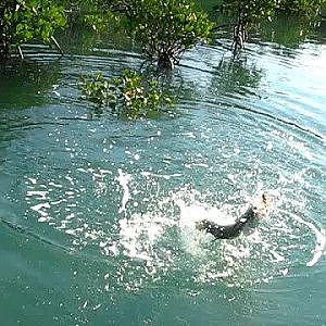 Barramundi on popper. Limmen River N.T