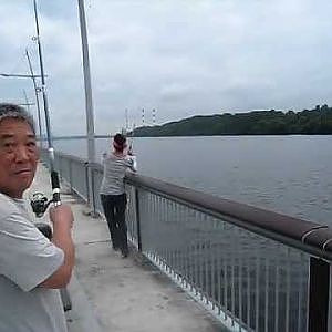 Barramundi or Siakap weighing 5kg plus Caught At Woodland Jetty