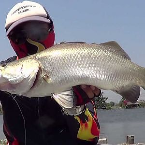 Barramundi fishing at Bor Num with rubber shad.