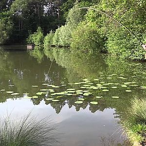 Fliegenfischen auf Karpfen - ein Abenteuer mit großen Fischen