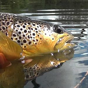 Fliegenfischen in Norwegen - Hemsila 2013