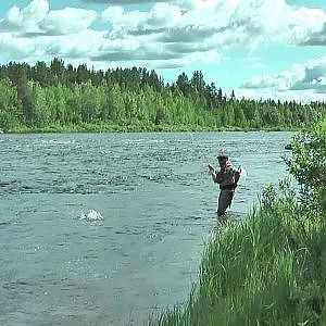 Lappland -- Fliegenfischen am Muonio