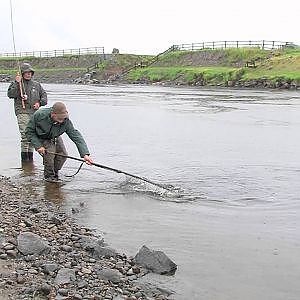 Fliegenfischen in Irland - River Moy / Wall Pool - von etheonTV