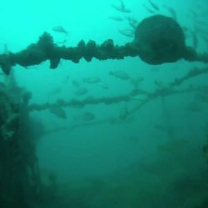 Darwin wreck discovery - Shaun Uden, Fish Darwin