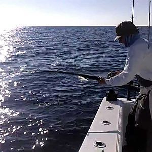 1/26/14 Gulf of Mexico ship wreck fishing...Amberjacks!