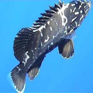 Βλάχος , Atlantic Wreck Fish , Stone Bass (Polyprion Americanus) !! in Mediterranean (Cyprus)