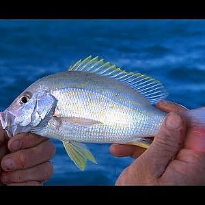 Small Fry - Key Largo PATCH REEFS for snapper