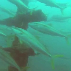 Yellowtail kingfish spiral around offshore recreational fishing reef